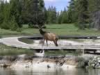 B-Elk in Wes Thumb Geyser Basin.jpg (110kb)